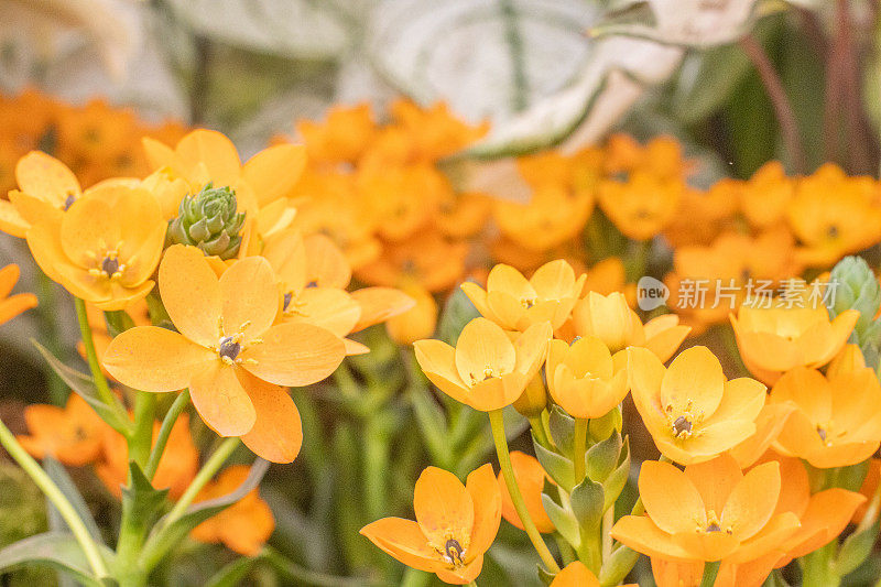 伯利恒之星(Ornithogalum Dubium)在英国伦敦